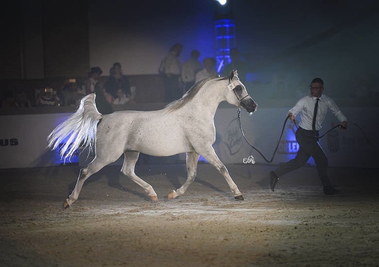 Janów Podlaski: Porażka Pride of Poland zaszkodziła stadninie