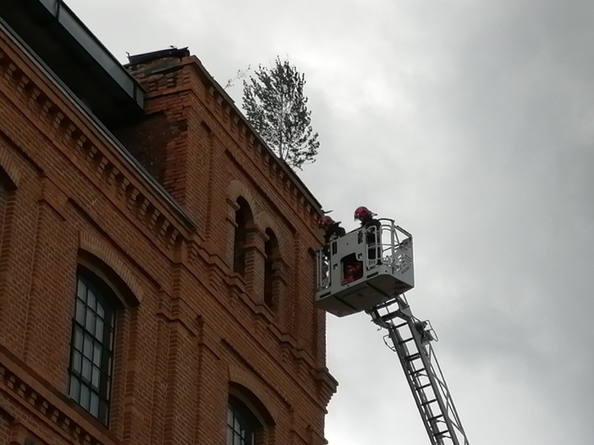 Strażacy wycinali drzewo na budynku przy ul. Radwańskiej w...