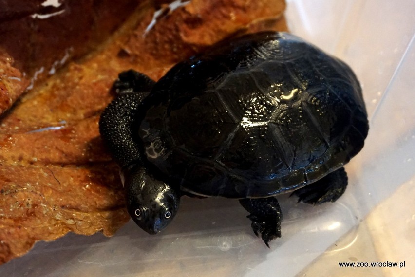 Jedne z najrzadszych żółwi na świecie wykluły się we wrocławskim zoo [ZDJĘCIA]