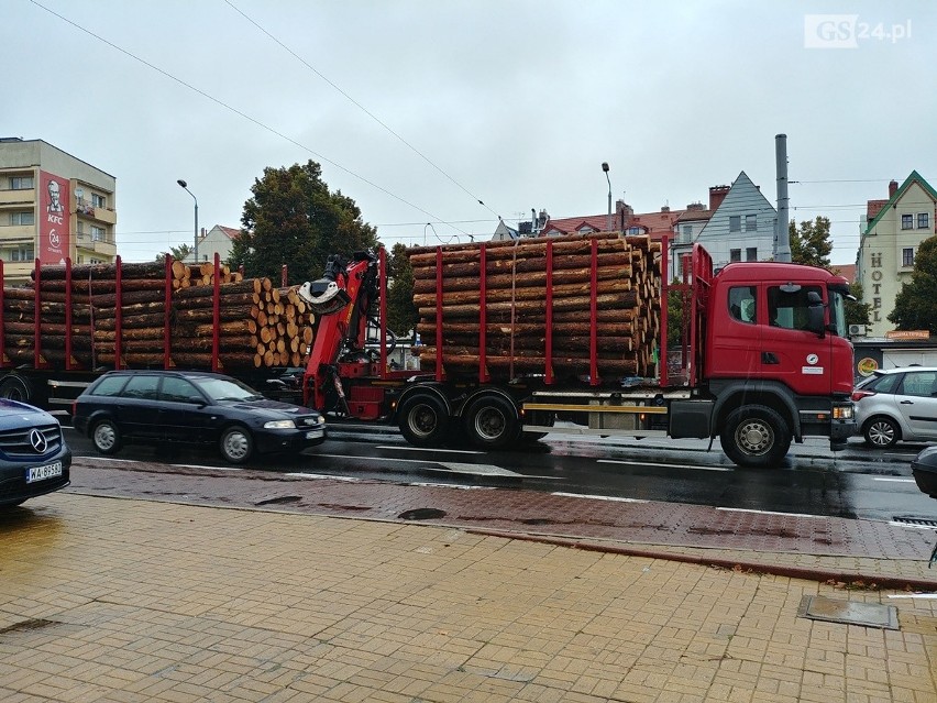 Puszcza Bukowa: W plenerze o powalonych drzewach, drewnie i bezcennych nasionach [ZDJĘCIA, WIDEO]