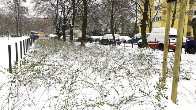 2500 krzewów śnieguliczki Chenaulta i 6 lip srebrzystych wsadzono przy ul. Bukowskiej i ul. Bułgarskiej. Jak zapowiada Miasto Poznań, to pierwszy etap roślinnej inwestycji na tym osiedlu. 