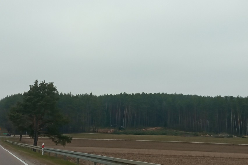 Wycinka drzew pod przyszłą S19 przy wlocie do Krynic