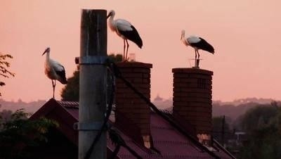 Na podwórku przy Szlifierskiej bociany obsiadły drzewa, słupy, ogrodzenie i dachy Fot Władysław Pietrzak