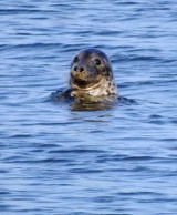 Jest petycja w sprawie fok. WWF Polska:  Mówimy NIE! bezsensownemu mordowaniu tego wyjątkowego gatunku 