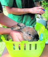 Bezpłatne czipowanie zwierząt w Łodzi