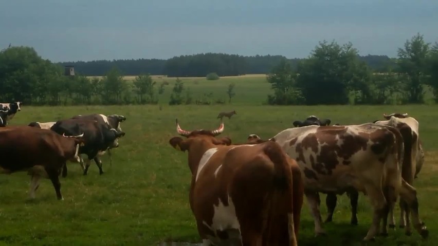 Wilk najpierw szukał ofiary w stadzie krów, potem wśród...