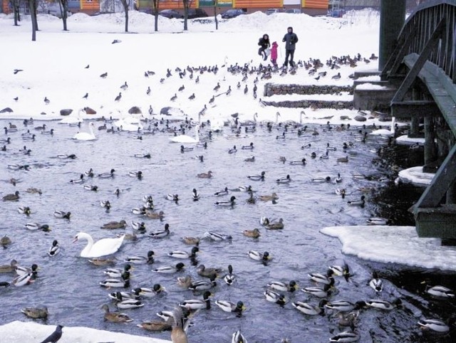 Rzeka Ełk przy zielonym mostku to największe skupisko ptaków wodnych w Ełku. To także popularne miejsce spacerów.