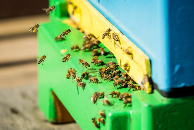 Pszczołom warto sprzyjać. Dlaczego? Dzieci i młodzież dowiedzą się tego w Myślęcinku podczas warsztatów na edukacyjnej polanie Kujawsko-Pomorskiego Centrum Edukacji Ekologicznej