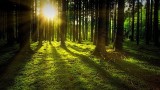 Katowice chcą pokazać swoje lasy. Dają złotówkę za każdy przejechany i sfilmowany kilometr tras