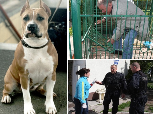 Psa rasy amstaf skradziono ze słupskiego schroniska. Policja szuka sprawcy