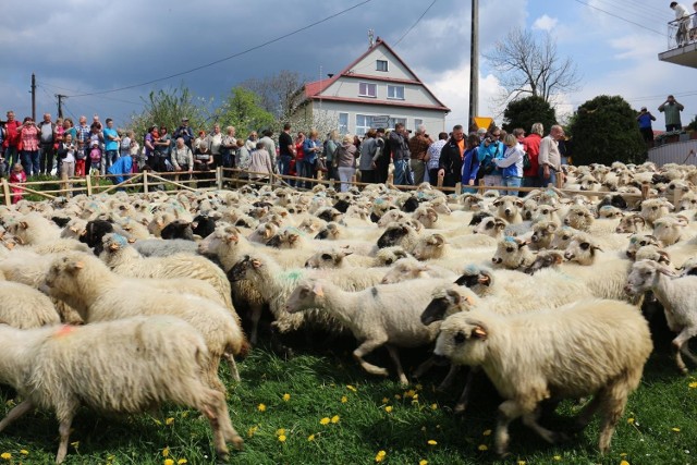 Mieszanie owiec w Koniakowie.