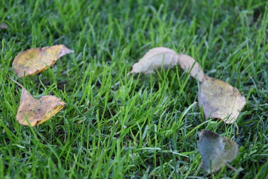 Jesienią Ogrody Kapias nabierają nowego charakteru. Zobaczcie to wyjątkowe miejsce