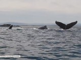 Taniec waleni w zatoce Monterey Bay [wideo]