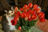 Tak możesz przedłużyć trwałość tulipanów. Takie są skuteczne sposoby, by tulipany zachowały dłużej świeżość