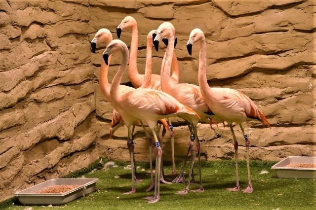 Gdy flamingi wykluwają się z jajek są zupełnie białe, potem robią się szare, a dopiero pod wpływem diety, nabierają charakterystycznego koloru