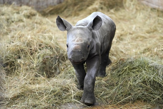 Jeszcze nie tak dawno czarnym nosorożcom groziło wyginięcie