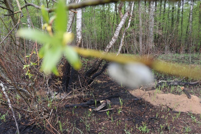 Biebrzański Park Narodowy. Powstaną wieże obserwacyjne i dodatkowy monitoring. Ma to być sposób na uniknięcie pożarów (zdjęcia)