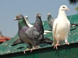 Kto hoduje gołębie w brodnickim ratuszu? - To bardzo uciążliwe - skarżą się mieszkańcy