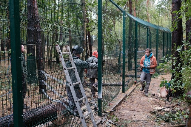 Orkan Ksawery: Tak wichura zniszczyła Nowe Zoo