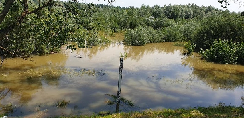 Poziom Wisły jest w powiecie kozienickim coraz wyższy. W...