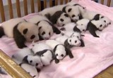 Tak odpoczywać umie tylko panda [wideo]