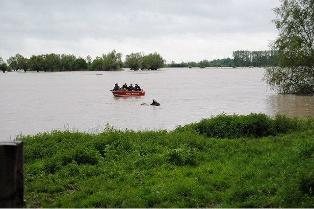 Strażacy eskortowali konia płynącego przez zalane błonia w Opatowcu nad Wisłą.