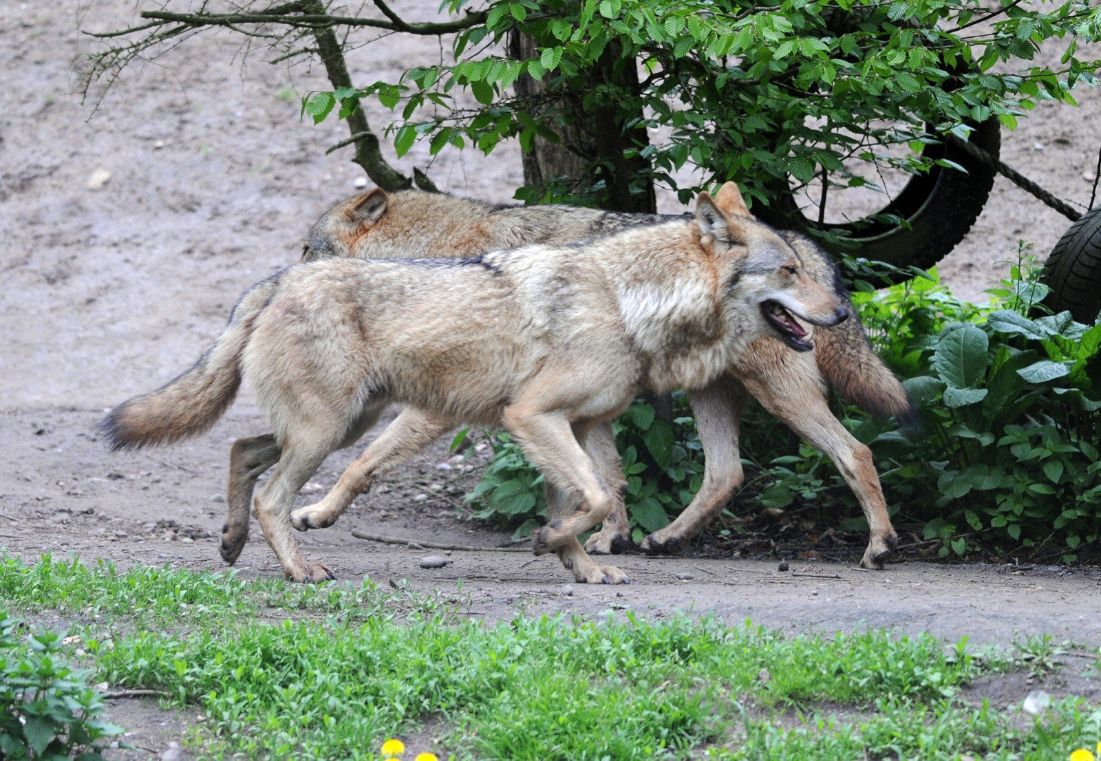 Wilki fakty i mity. Widziano je w Pobiedziskach, są też