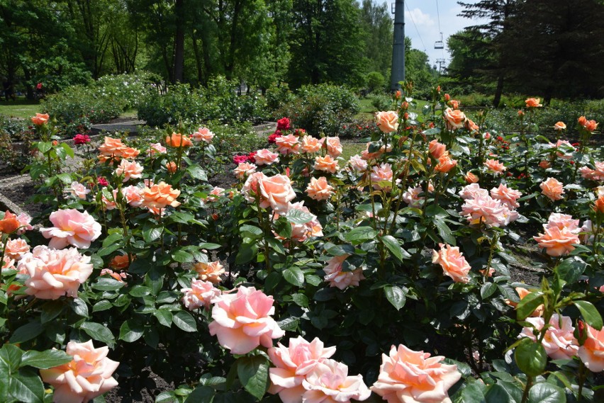 W Rosarium kwitną róże. Pięknie się prezentują