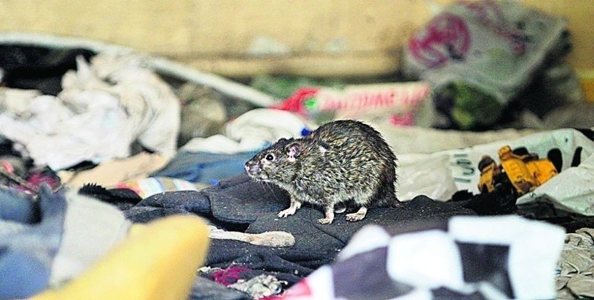 Szczury są od lat jedną z największych bolączek mieszkańców...