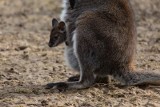 Nowe maleństwa z krakowskiego zoo: dwutygodniowy wielbłąd, mały kangur i bliźniaki lemura katta [ZDJĘCIA] 18.03.2021