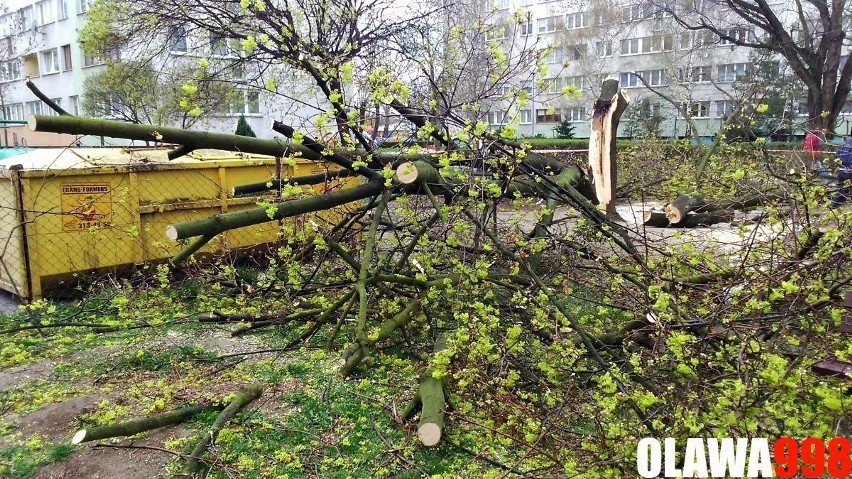Cyklon Stefan: Drzewo przewróciło się na 4 zaparkowane samochody