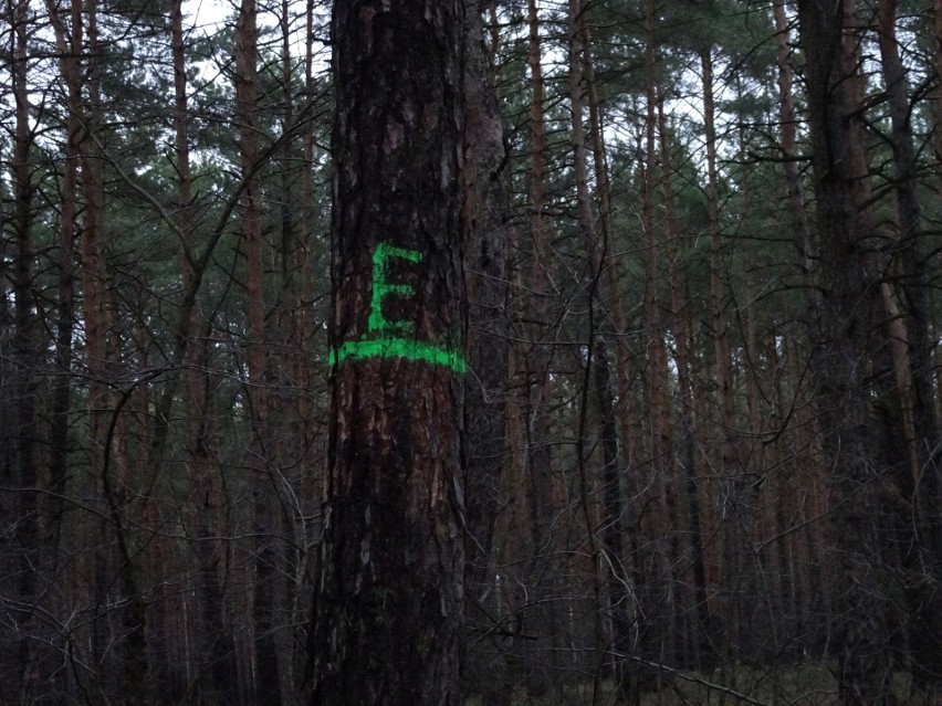 Litera E, najczęściej z opaską – drzewo tzw. ekologiczne, do...