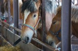 Ogólnopolski Młodzieżowy Czempionat Koni Sokólskich. Najpiękniejsze konie na wystawie w Szepietowie (zdjęcia)