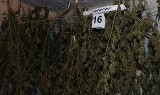 Uprawa konopi indyjskich w Jeleśni – policjanci znaleźli kilkadziesiąt krzewów i susz. Zabezpieczono ponad 4 kg niedozwolonych roślin