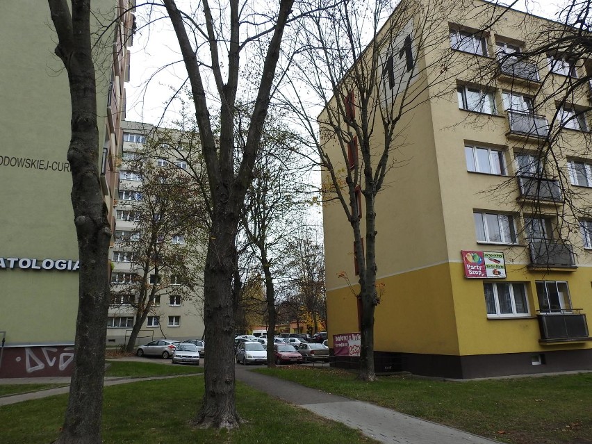 Tak wyglądają drzewa na zapleczu bloku przy ul. Skłodowskiej...