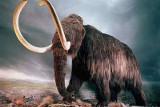 Opolscy naukowcy znaleźli mamuta