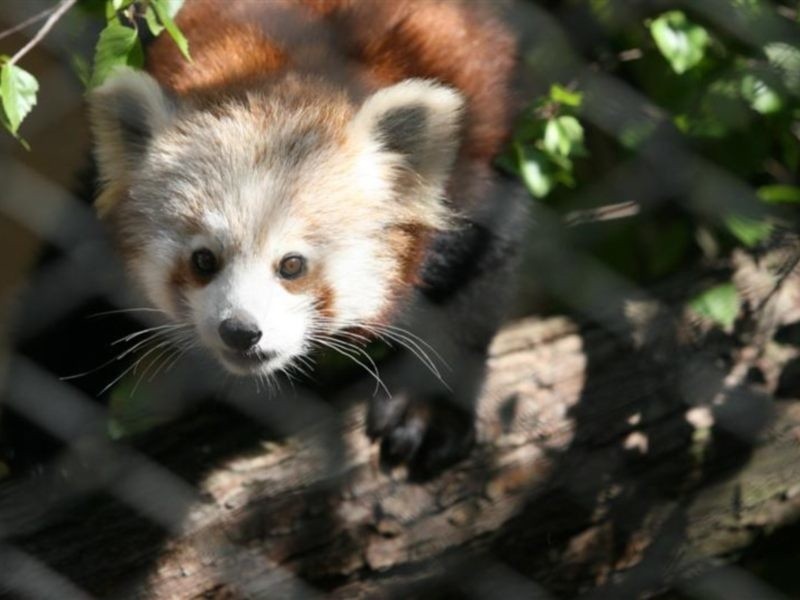 Nowa panda ruda w Opolu