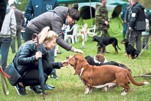 Pierwotnie basset hound był cenionym tropowcem, często używanym do polowań na zające. Ciekawostka: pies serialowego porucznika Columbo był właśnie psem rasy basset hound