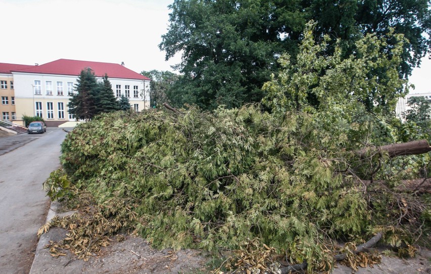 Duża wycinka drzew przy ulicy Towarnickiego w Rzeszowie....