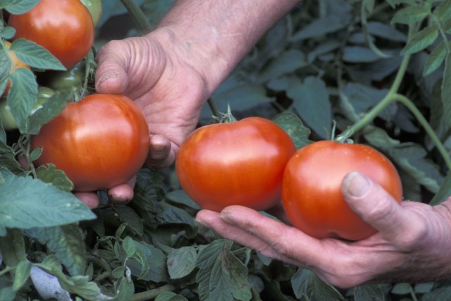 Polska produkuje 712 tysięcy ton pomidorów. 80% produkcji trafia na rynek krajowy, pozostała część na eksport