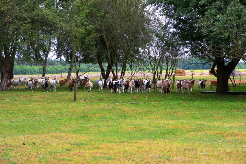 Stado w Bogucicach Drugich liczy obecnie 100 kóz.