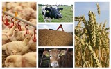 GUS podał dane za kwiecień - ceny produktów rolnych  niższe niż przed miesiącem