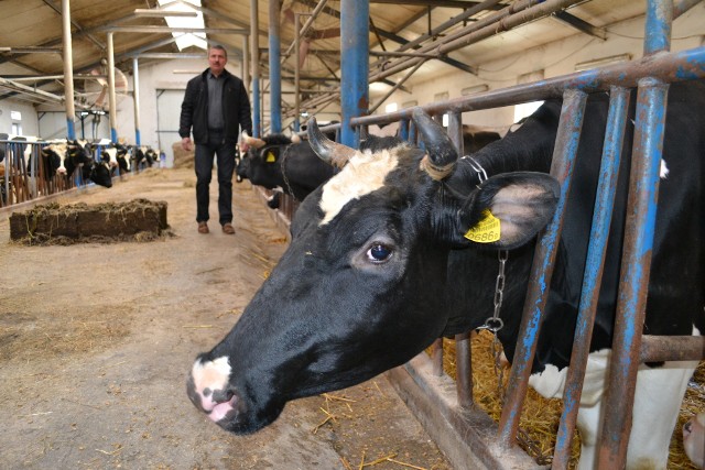 W gospodarstwie w Skotnikach mleko daje 25 krów. Zbigniew Piwek: - Stawiamy na produkcję mieszaną. Dlatego mamy nie tylko krowy mleczne, ale i opasy. Nie chcemy nastawiać się wyłącznie na produkcję mleka