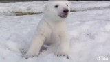 Pierwsze zabawy na śniegu słodkiego niedźwiadka polarnego