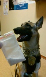 Pies Prima ze Straży Miejskiej w Częstochowie znalazł narkotyki