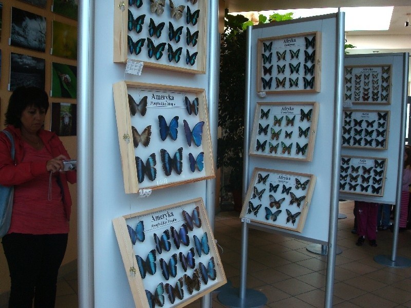 Wystawa motyli w Palmiarni