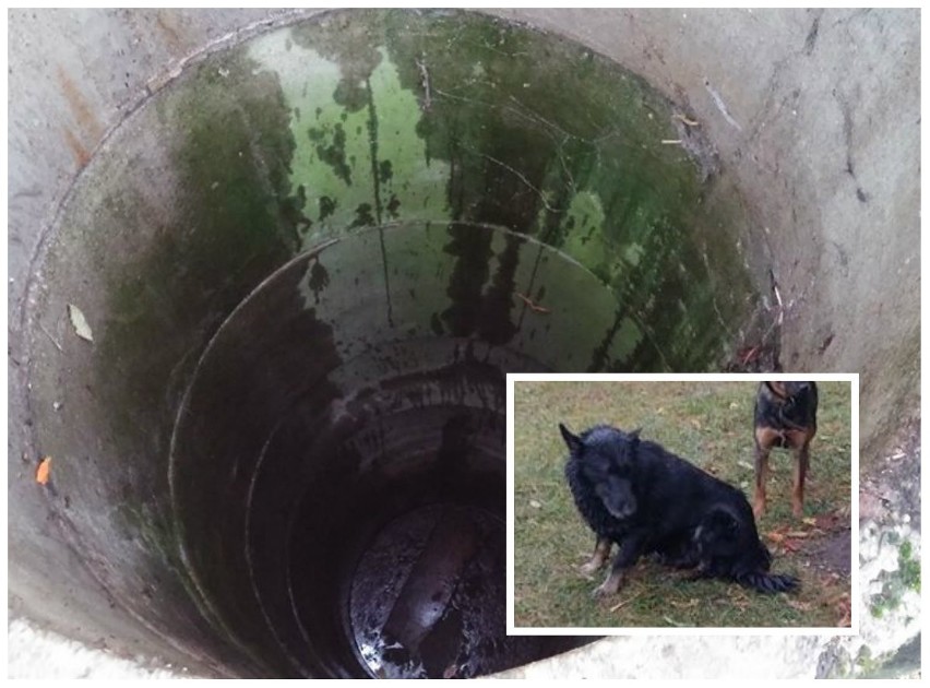 Wolkowe: Do tej studni wpadł pies. Pomogli strażacy [ZDJĘCIA]