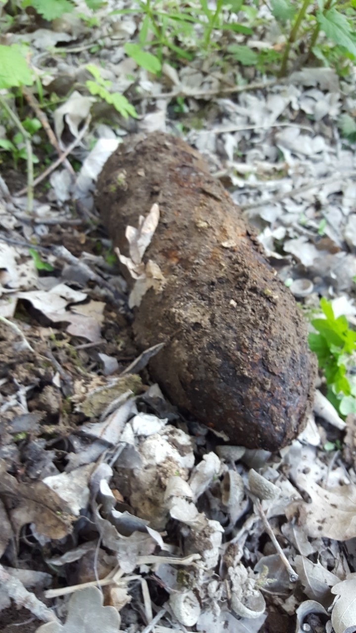Bombowe znalezisko w lesie koło Przewłok