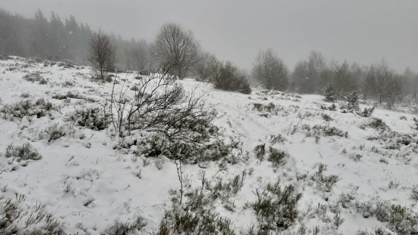 W Bieszczady wróciła zima. Powyżej górnej granicy lasu spadło około 15 cm śniegu [ZDJĘCIA]
