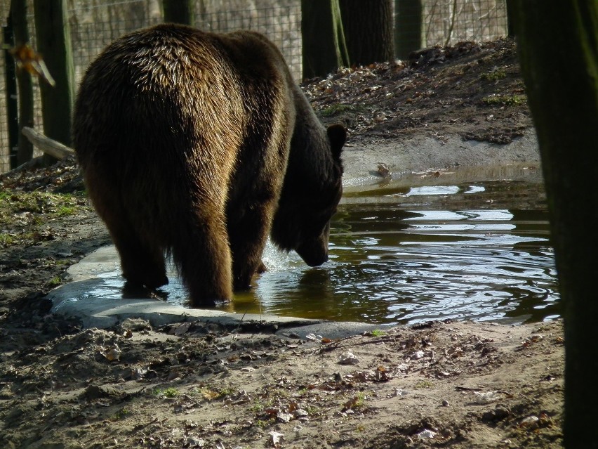 Niedźwiedzica w poznańskim ZOO wykopała pocisk moździerzowy